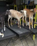Serviço de Animais Empalhados