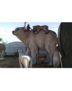 Esculturas grandes de animais - 3
